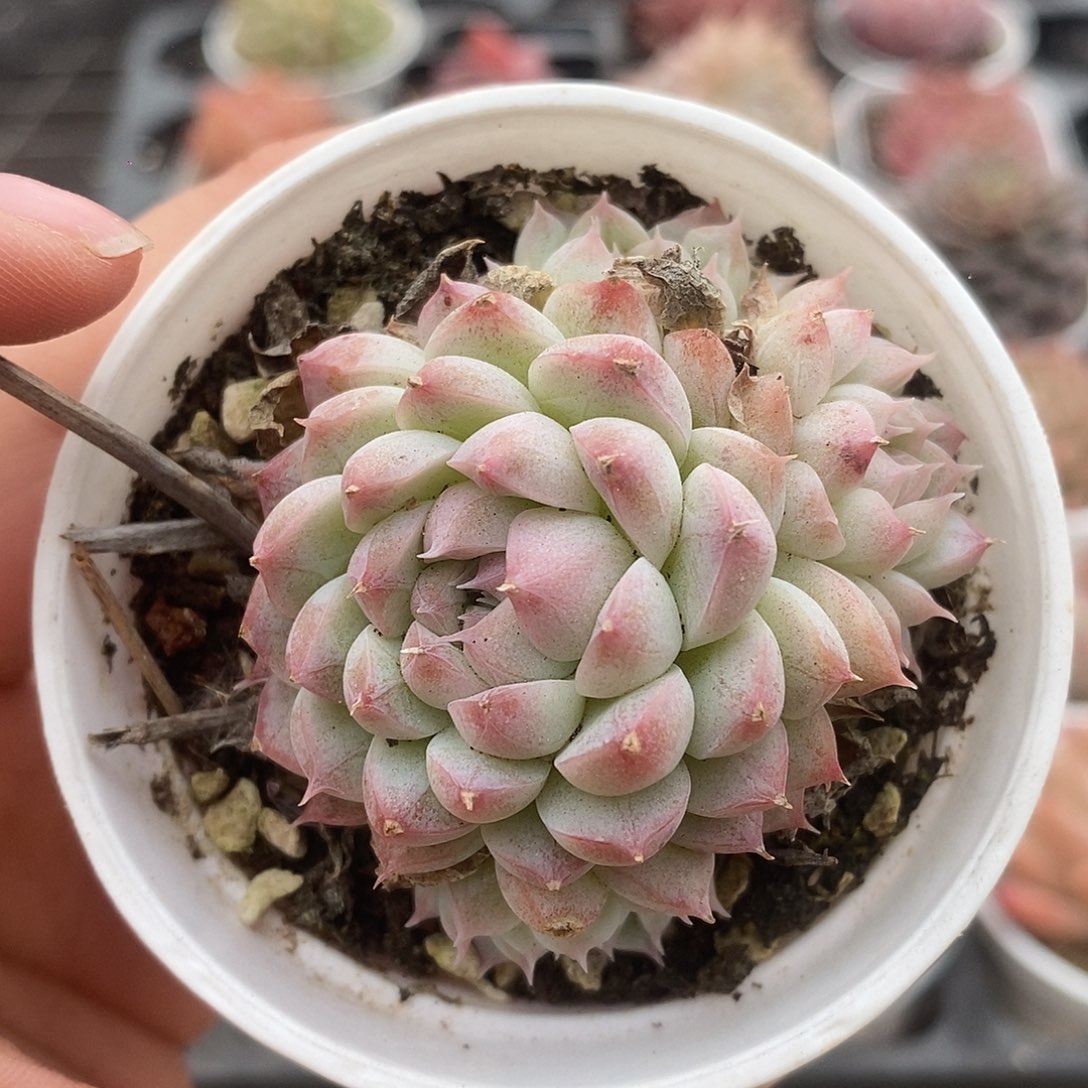 可爱的肉肉喜欢拍52