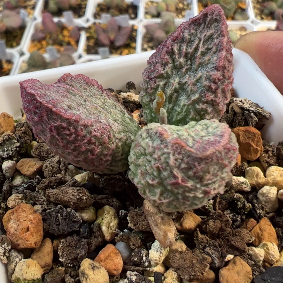 实生新品多肉植物水泡135号