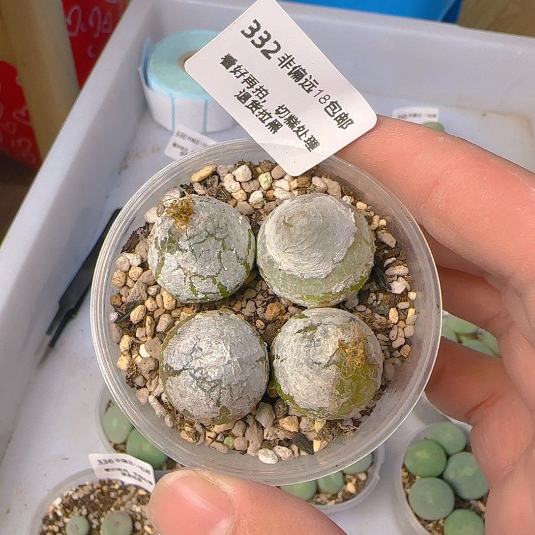 332号，大号灯泡，18包邮