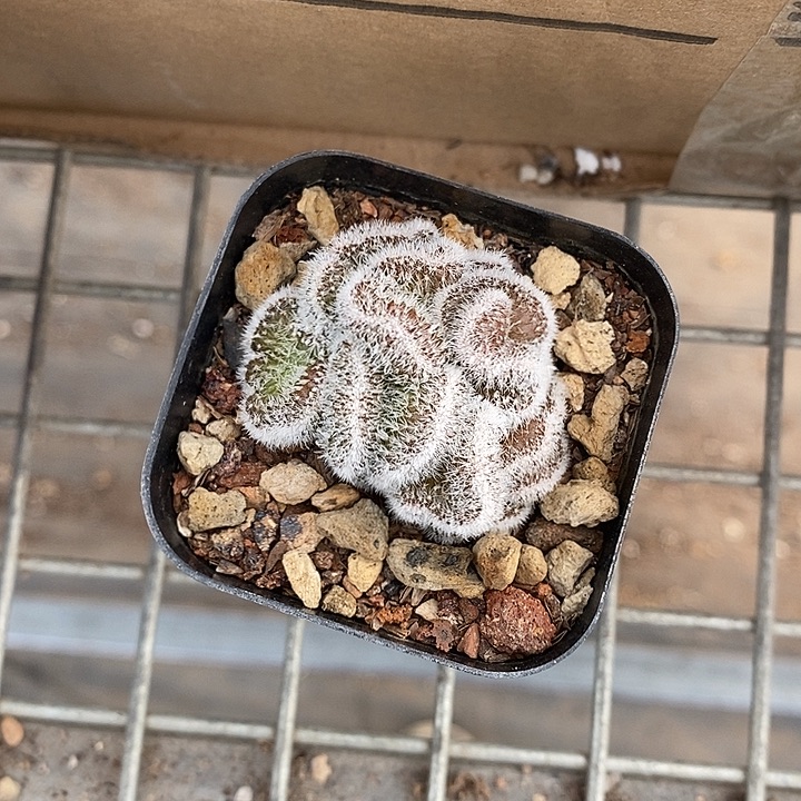 山***深开播前的一一物一拍