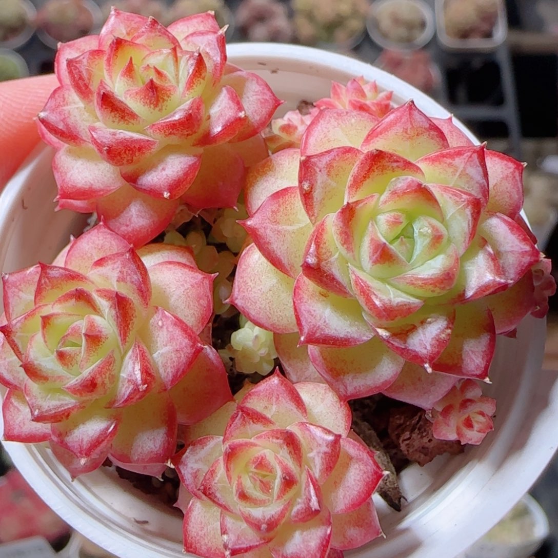 花语多肉1227-49散