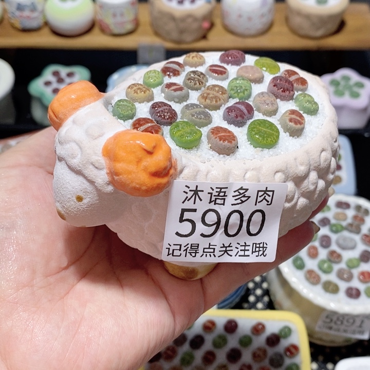 带盆土植物 一物一拍 5900