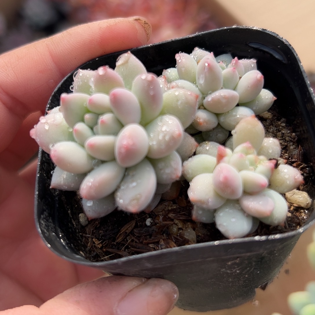 多肉植物多肉植物