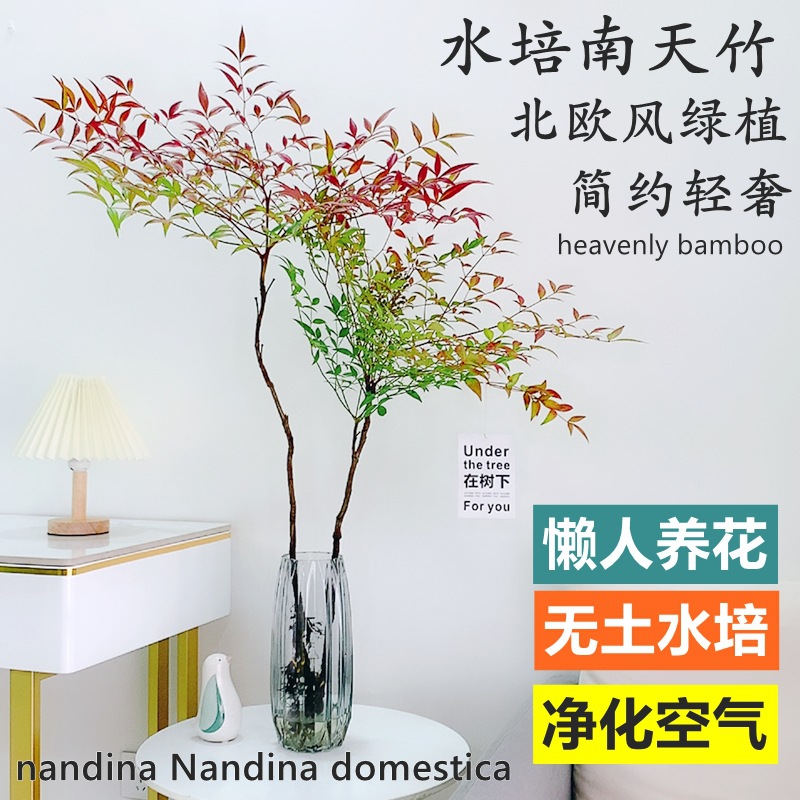 1南天竹树苗室内盆栽植物火焰红南天竺苗庭院耐寒绿化小苗四季