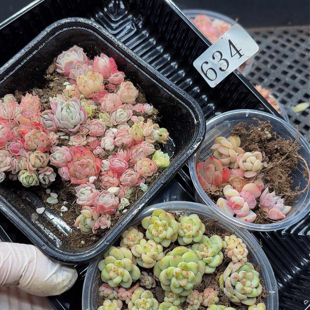 多肉植物多肉植物634