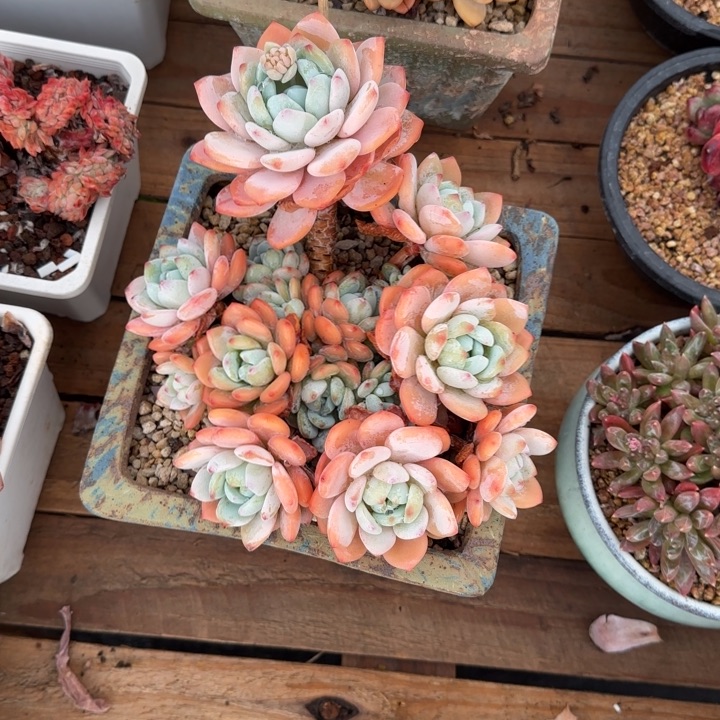 冷香多肉植物cgchh