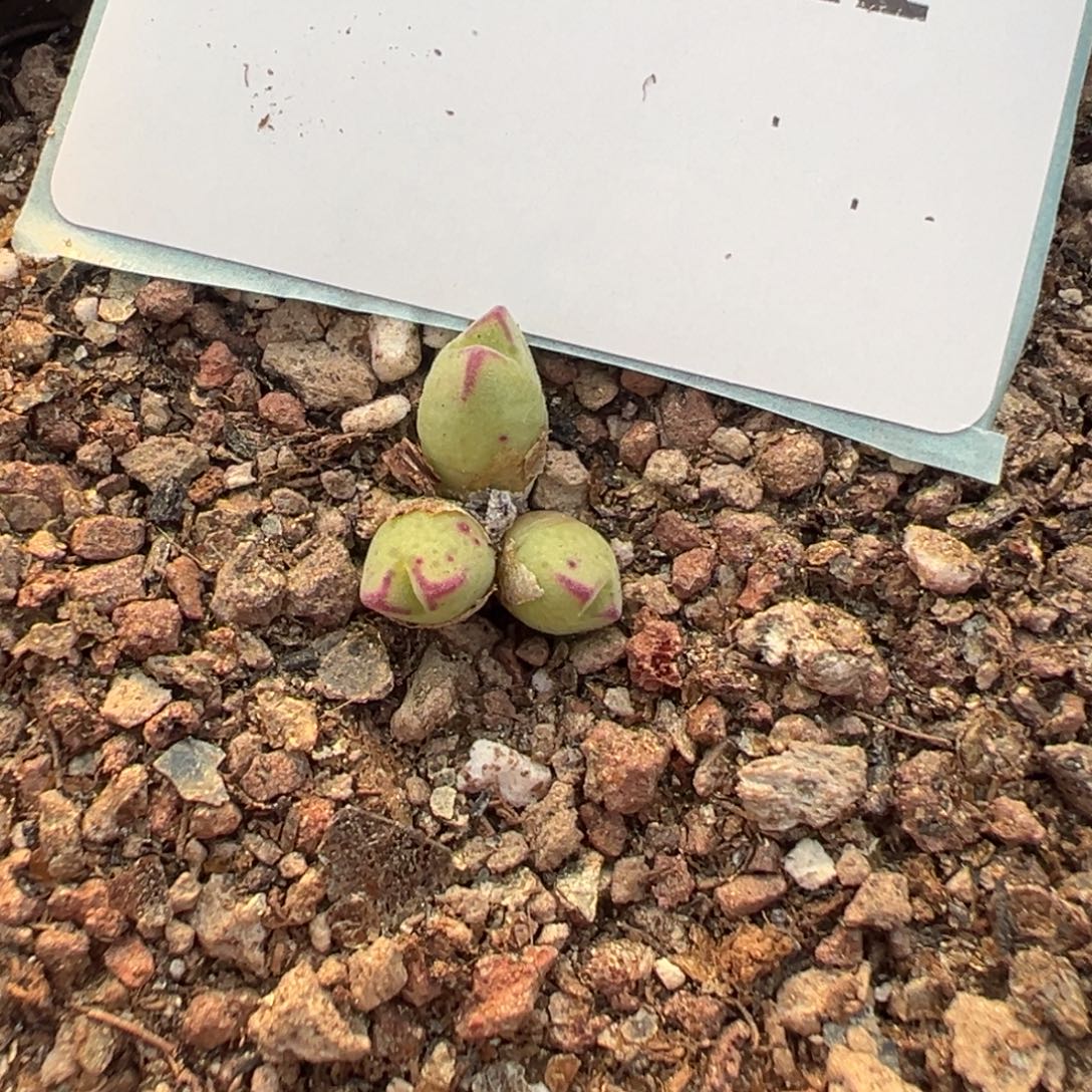 5-21 985猪蹄多肉植物