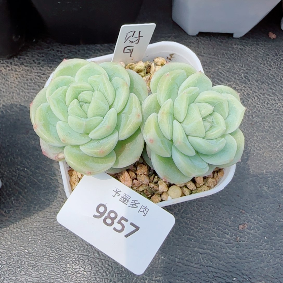 财富系列，9857多肉