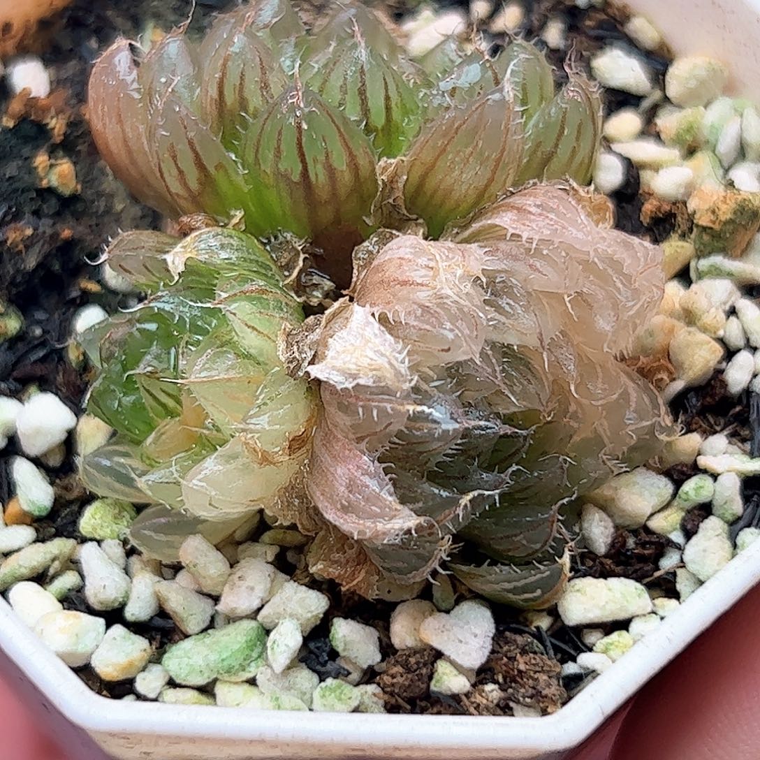 翠云锦十二卷多肉植物