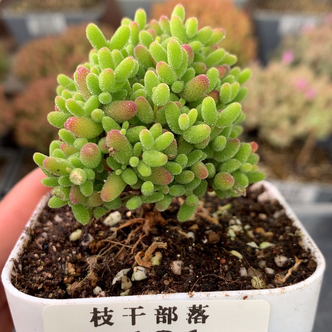 181蜜橘糖球 。       