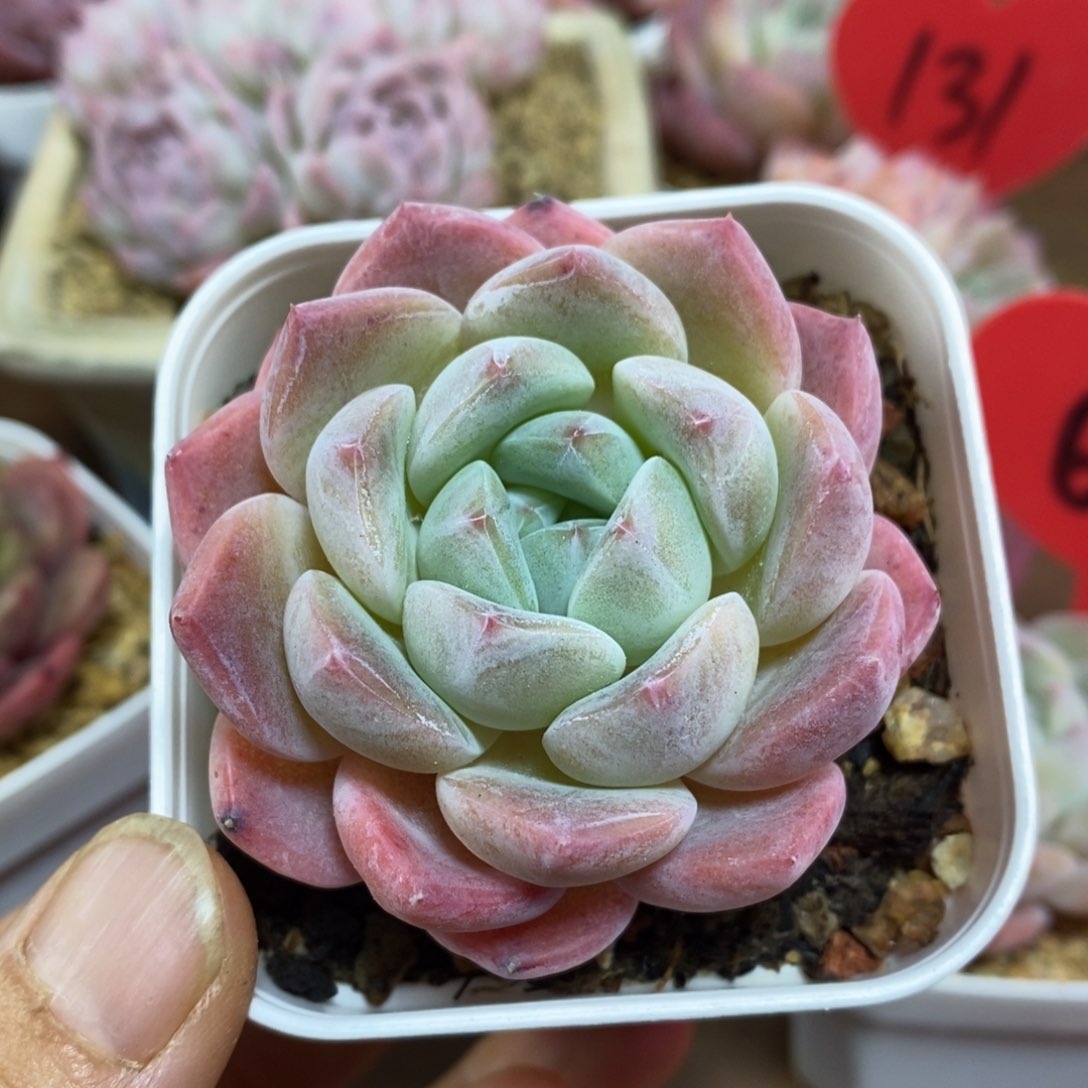 精品多肉一物一拍不包整72