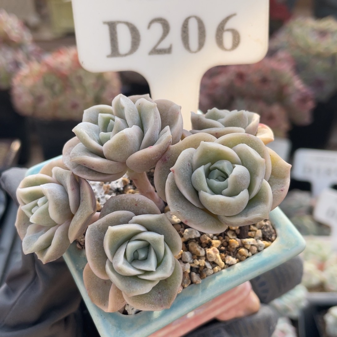 206 可爱玫瑰 7.5厘米 不带盆