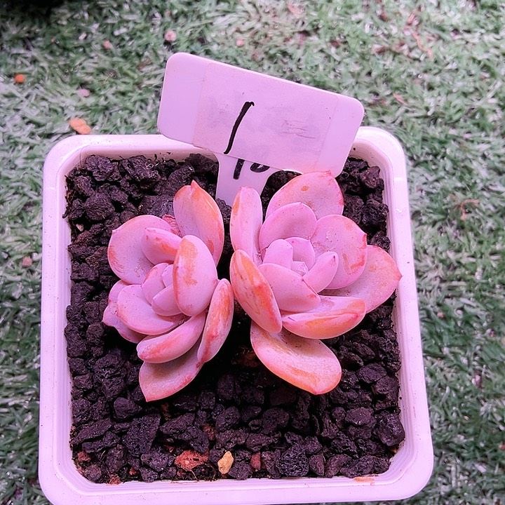 我是第一百个为妖刀应援的阴阳