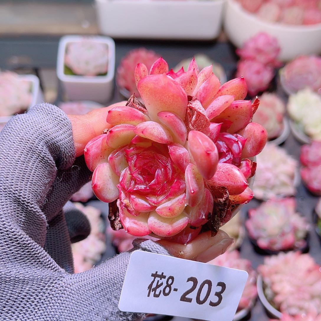 花08-203新品带仔