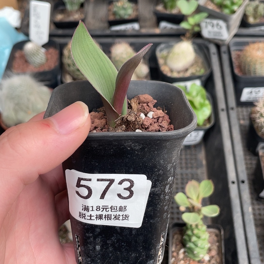 573红边百合（满18包邮）