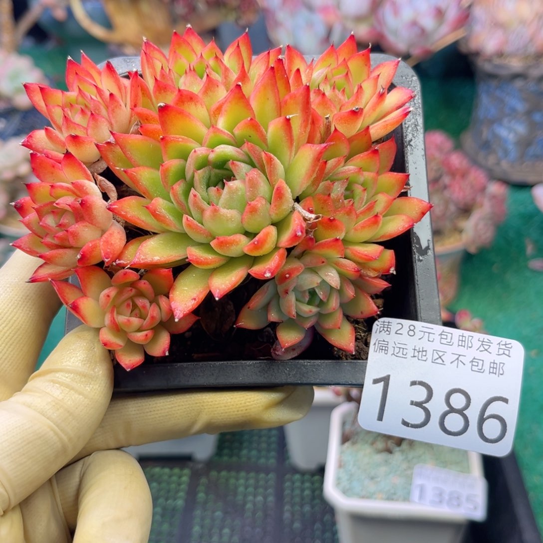 大1386；h d g z g d g g