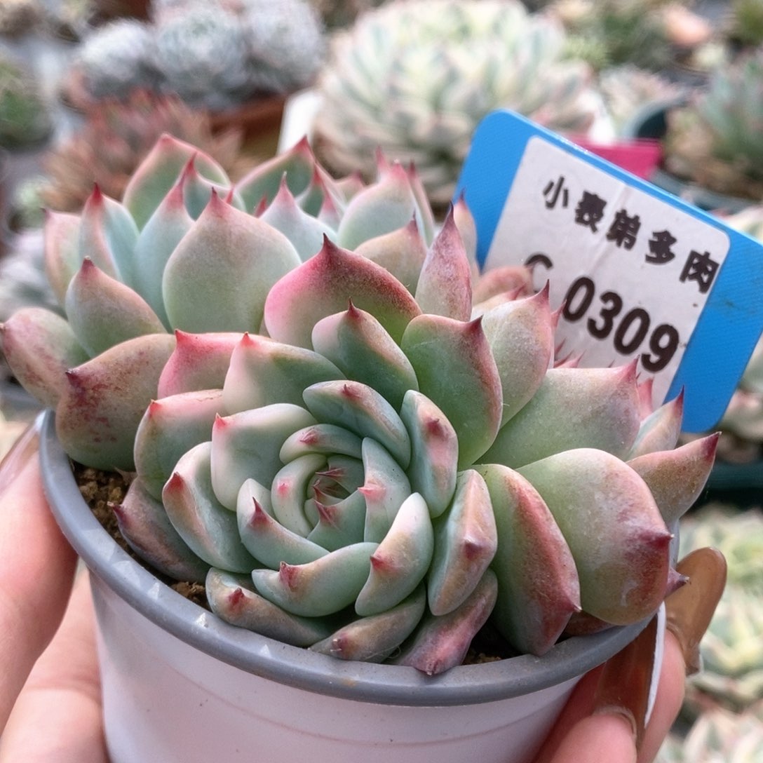 309锦锦锦锦锦锦锦锦