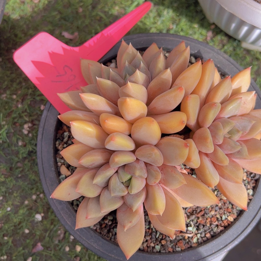 香玉的故事是一个人的故事吗我