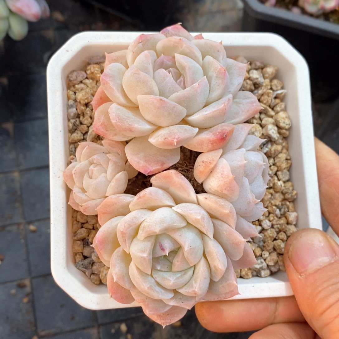 精品多肉一物一拆不包整60