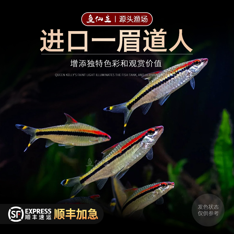一眉道人鱼草缸鱼缸鱼残渣活体热带群游观赏鱼宠物鱼水族红眉道人