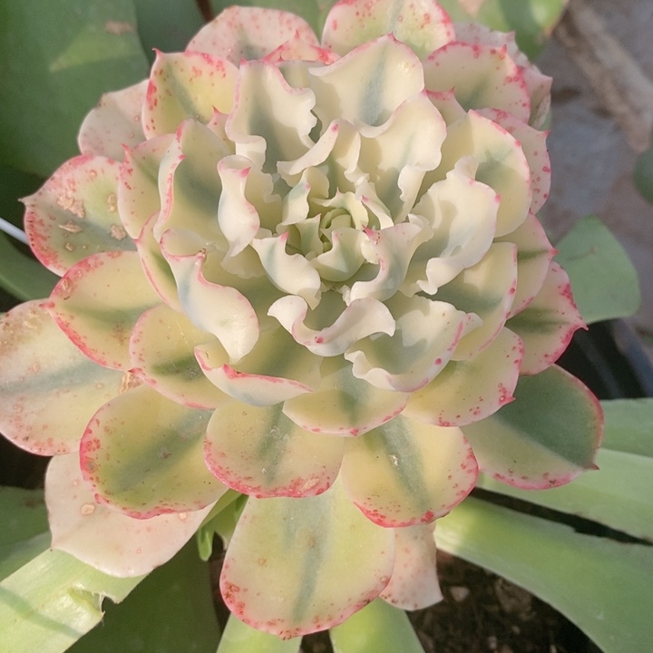 海啸锦群多肉锦景天