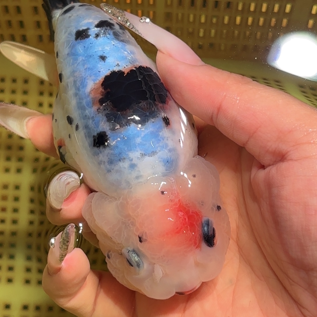 趣***）金鱼拍包装包邮，不拍包装运费到付