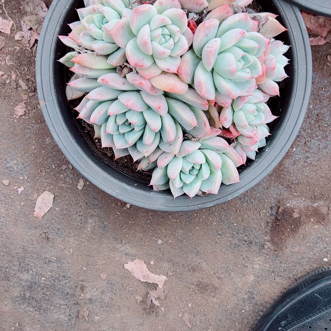 冰山美人多头造型