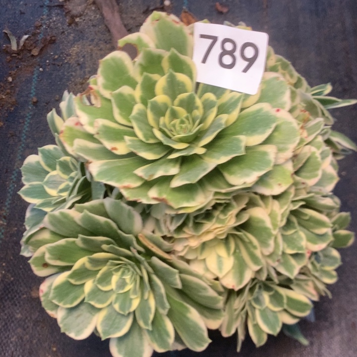 798迈多多多肉植物