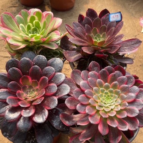 599多肉植物组合