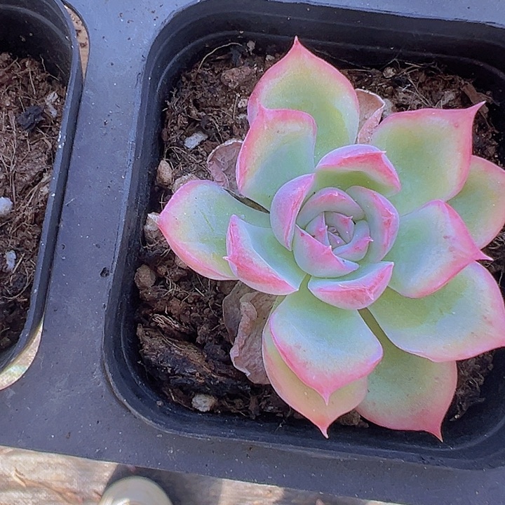 侧影精品多肉植物大战