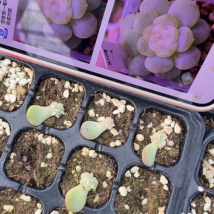 西米露x109芽苗一个