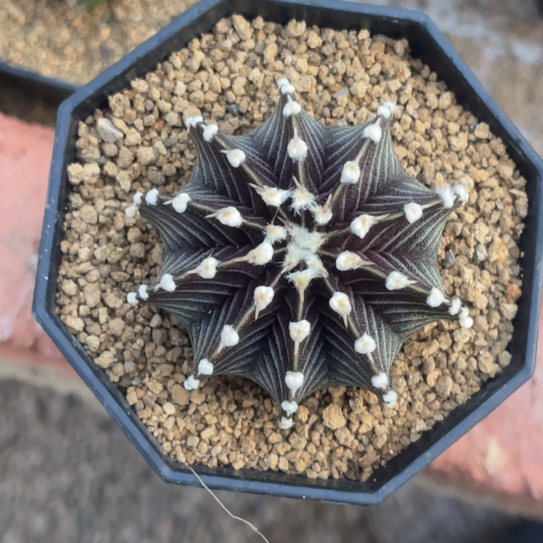 当前无花朵，栽培后可花朵高绒黑肋骨