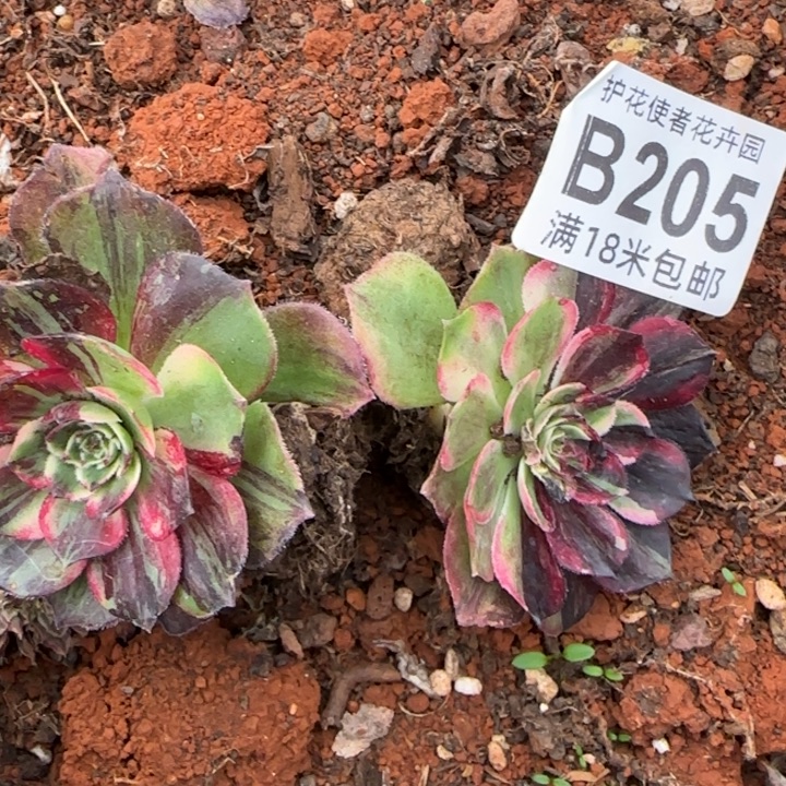 多肉法师伯爵朵朵