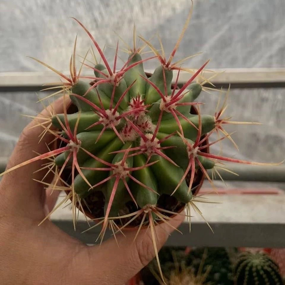 实生红虎大型强刺仙人掌科好养开花不怕干易成活