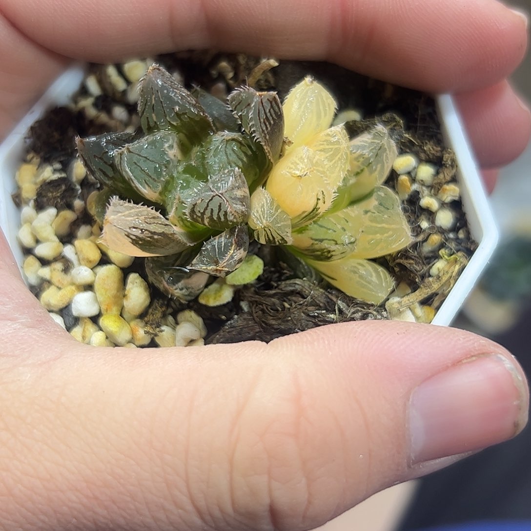 魔刺杂锦十二卷多肉植物