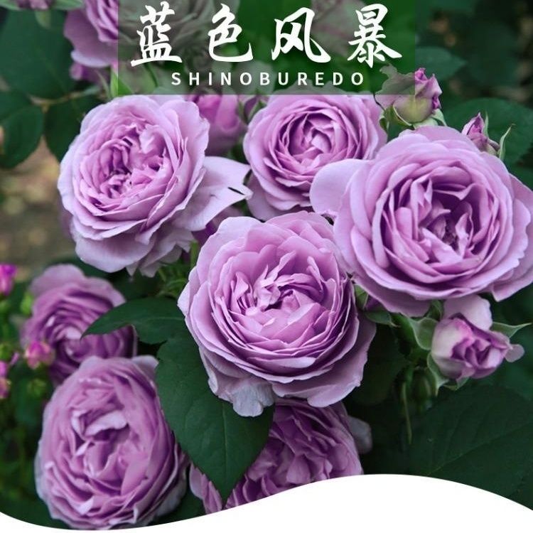【蓝色风暴独颗】阳台庭院好养护抗病性强花卉绿植月季盆栽