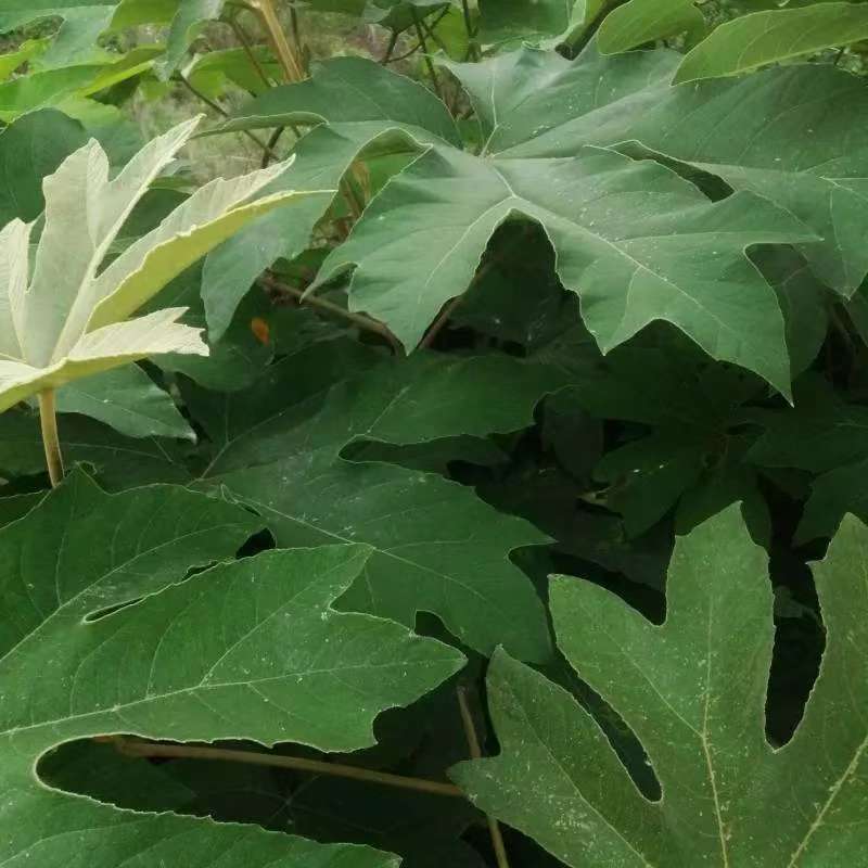 人工改良通草种子