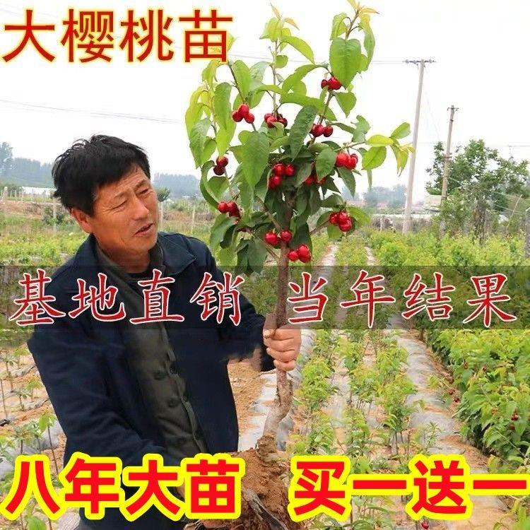 樱桃树苗大樱桃树苗矮化果树盆栽地栽四季果树苗南方北方水果树苗