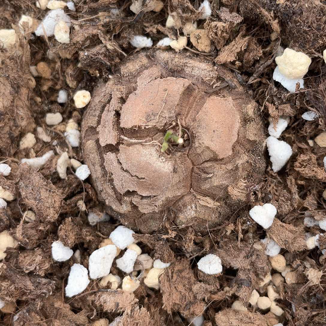 龟甲龙一物一拍3693号3.7cm