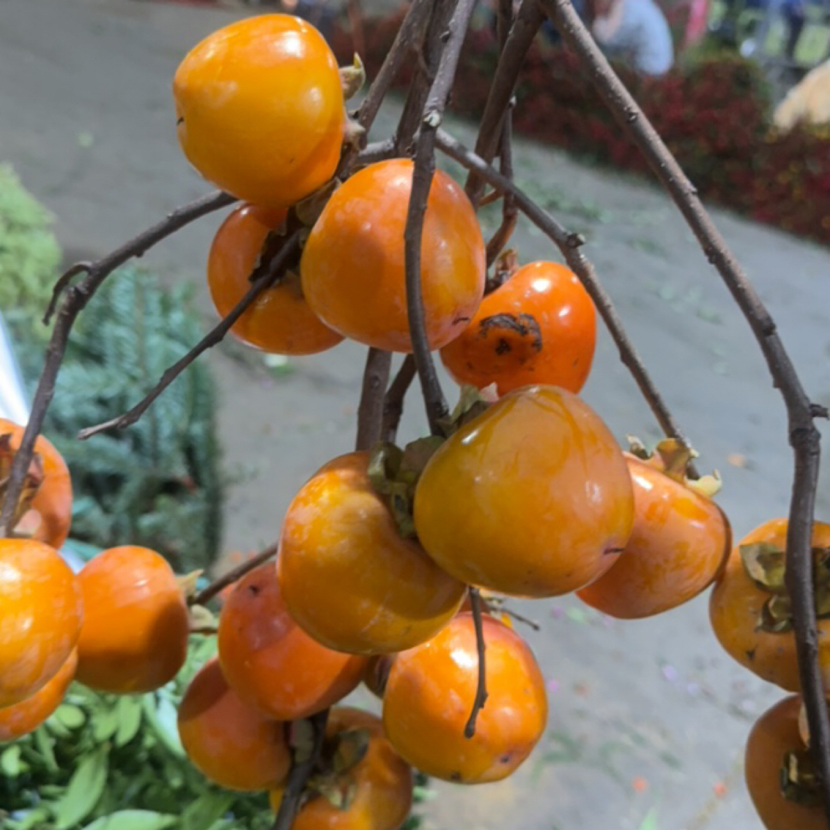 花材柿子树枝拉萨包邮（8-10）个果子