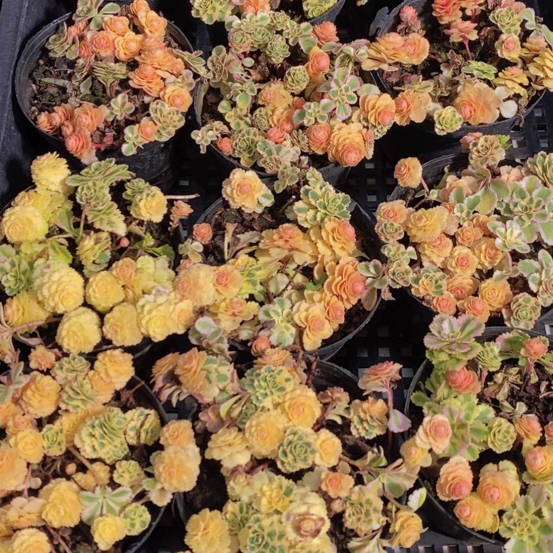 量拍38号 亚特兰蒂斯锦多头一个