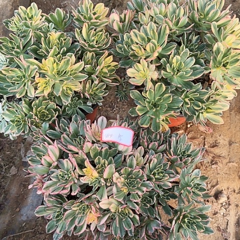 多肉植物甜茶414号