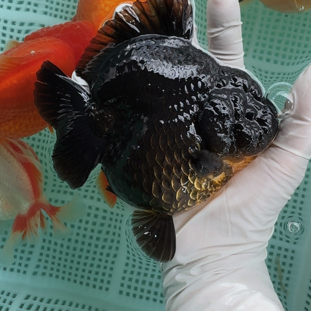 海水鱼压成将军黑皮