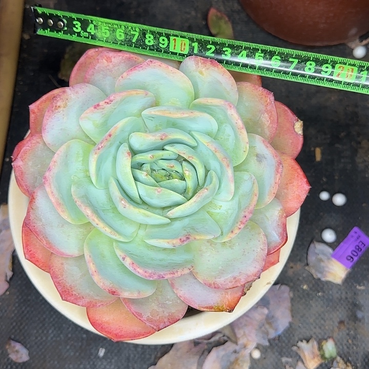 凤橙232 多肉植物一物一拍