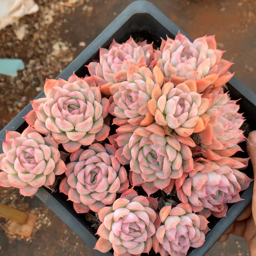 951杂交精品基地17厘米