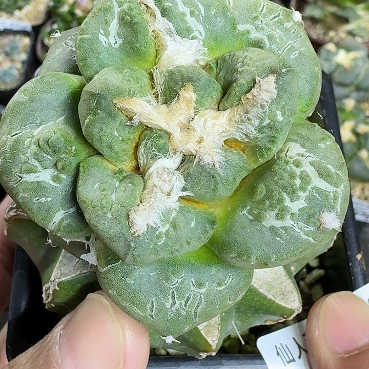 无花朵苗接黑牡丹龟462