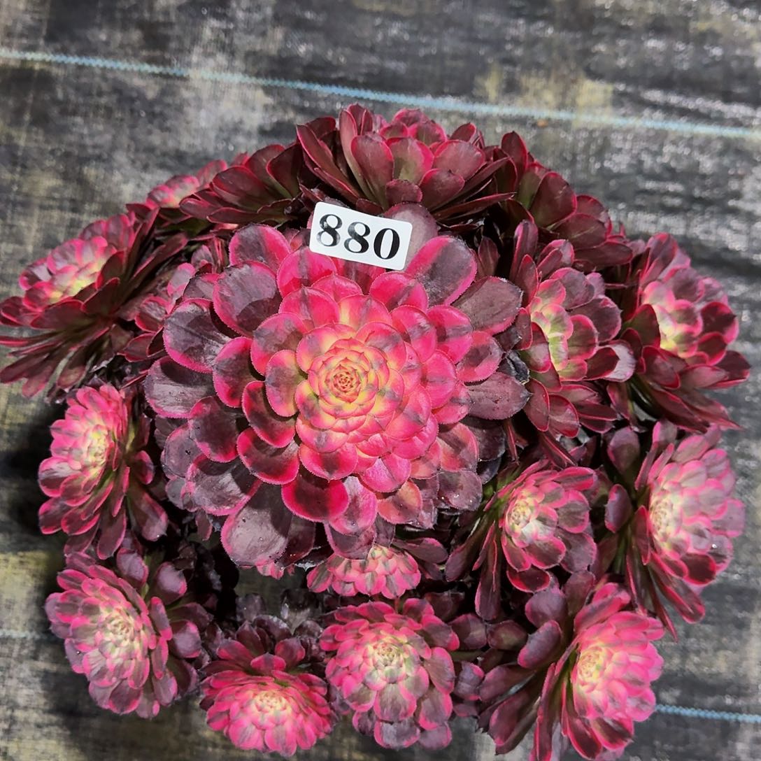 000880墨亚多肉植物