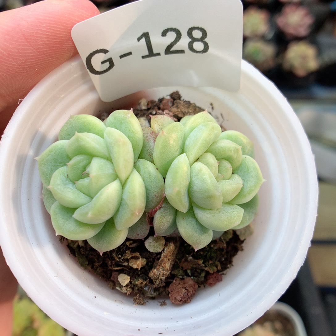 G128秃子绿透珍妮Q42