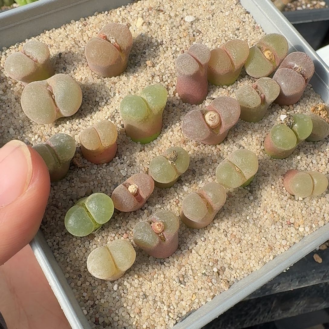 12颗各种颜色风铃哈哈哈哈