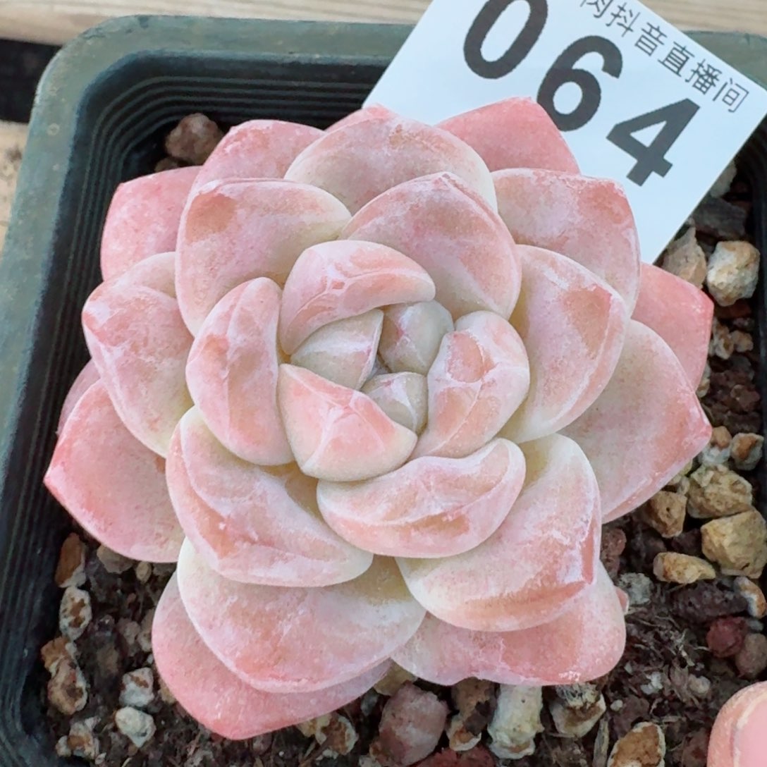 冰玉福利         精品多肉